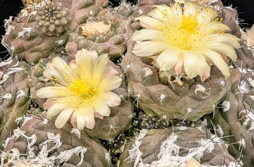 Copiapoa hypogaea var. barquitensis 10 Pieces Seeds