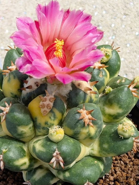 Coryphantha elephantidens 10 Pieces Seeds