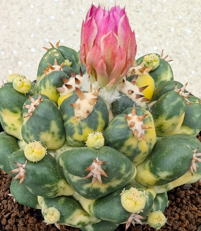 Coryphantha elephantidens 10 Pieces Seeds