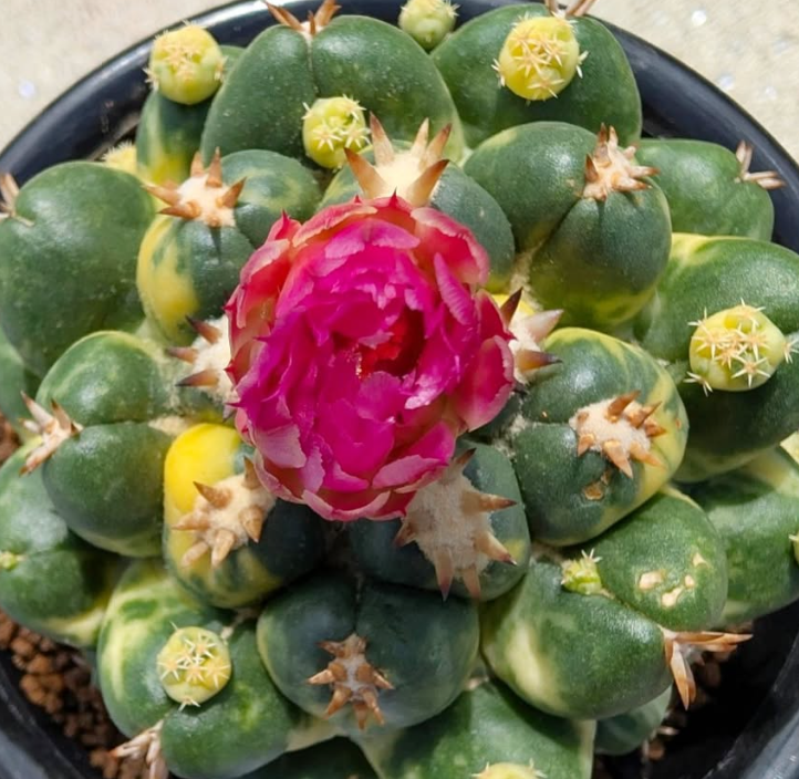 Coryphantha elephantidens 10 Pieces Seeds