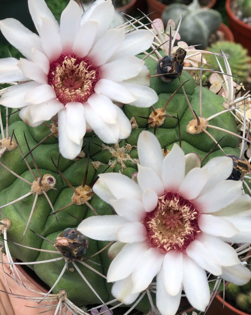 Gymnocalycium ambatoense 10 Pieces Seeds