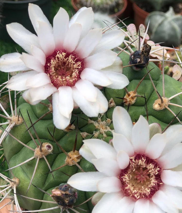 Gymnocalycium ambatoense 10 Pieces Seeds