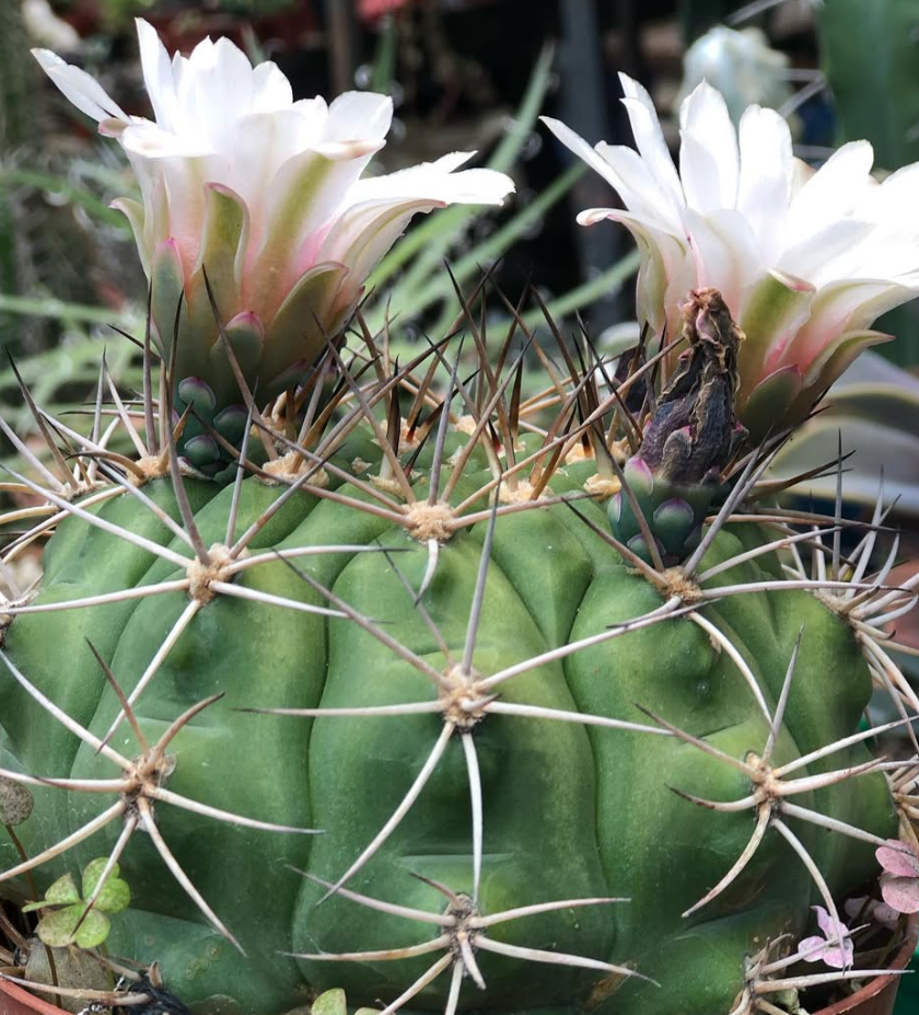 Gymnocalycium ambatoense 10 Pieces Seeds