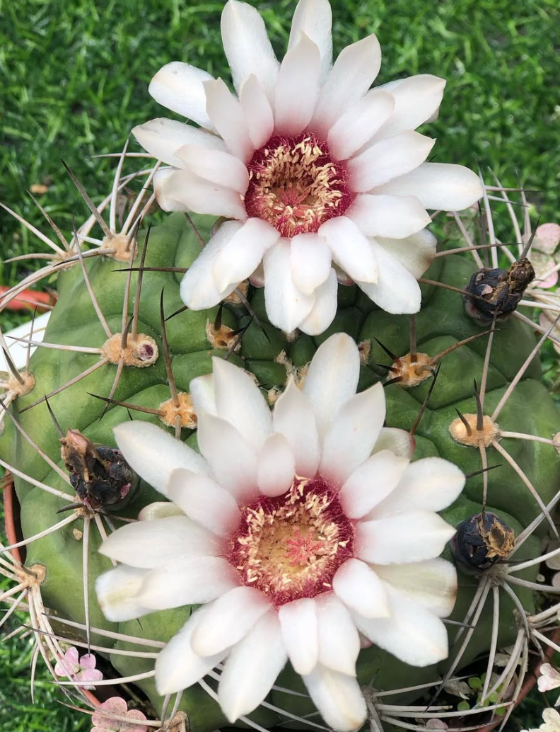 Gymnocalycium ambatoense 10 Pieces Seeds