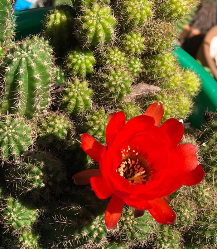Echinopsis chamaecereus 10 Pieces Seeds