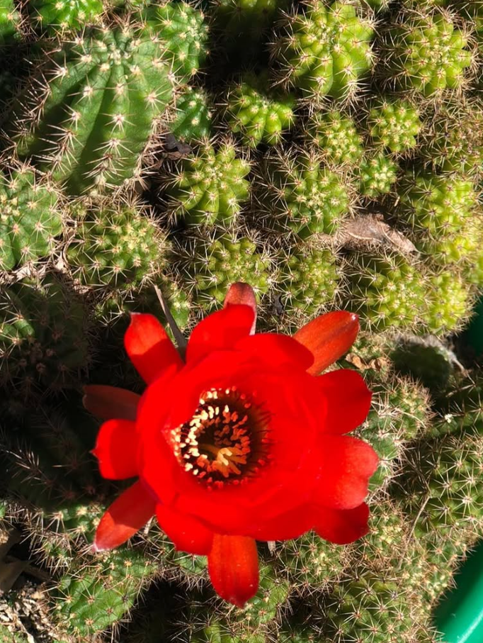 Echinopsis chamaecereus 10 Pieces Seeds