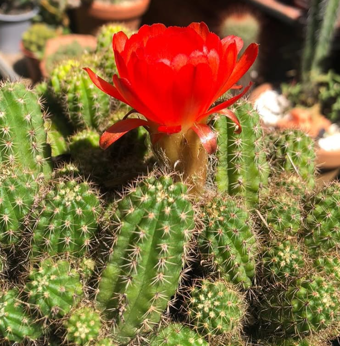 Echinopsis chamaecereus 10 Pieces Seeds