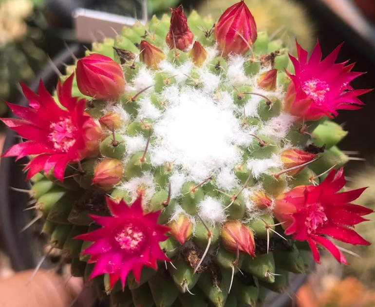Mammillaria polythele 10 Pieces Seeds