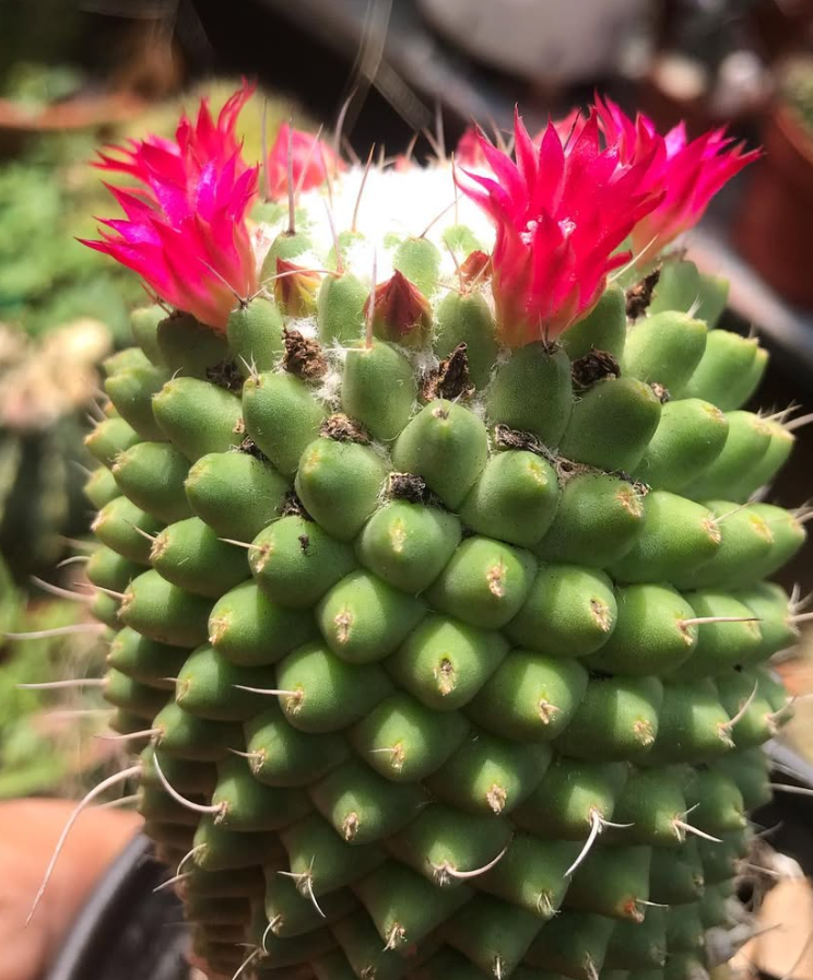 Mammillaria polythele 10 Pieces Seeds