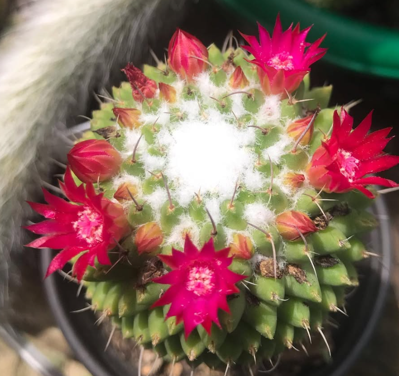 Mammillaria polythele 10 Pieces Seeds