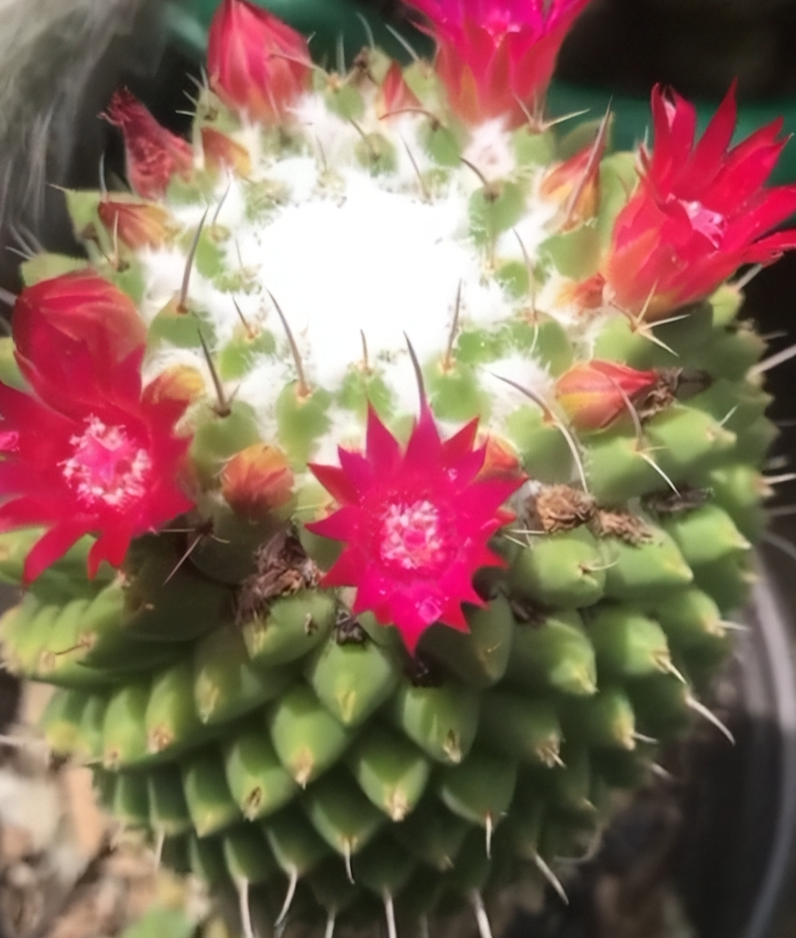 Mammillaria polythele 10 Pieces Seeds