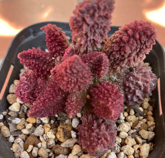 Adromischus 'Red Durian' 10 Pieces Seeds