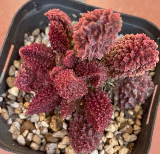 Adromischus 'Red Durian' 10 Pieces Seeds