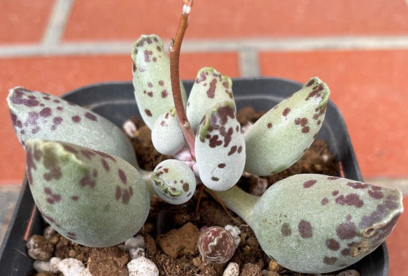 Adromischus 'Azarashi' 10 Pieces Seeds