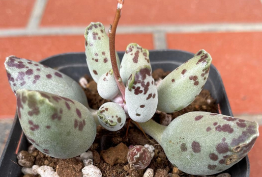 Adromischus 'Azarashi' 10 Pieces Seeds