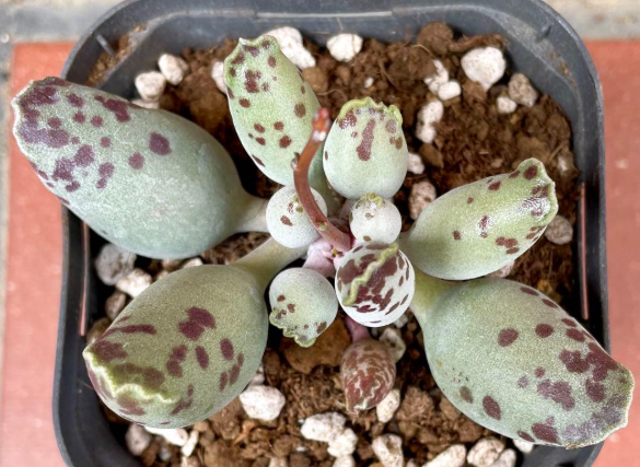 Adromischus 'Azarashi' 10 Pieces Seeds