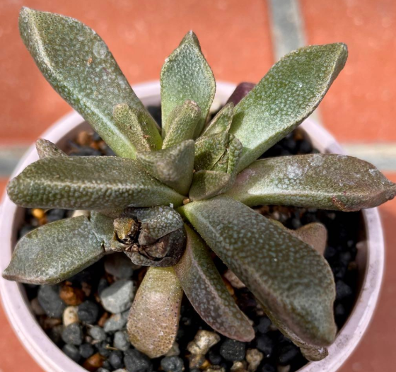 Aloinopsis rubrolineata 10 Pieces Seeds