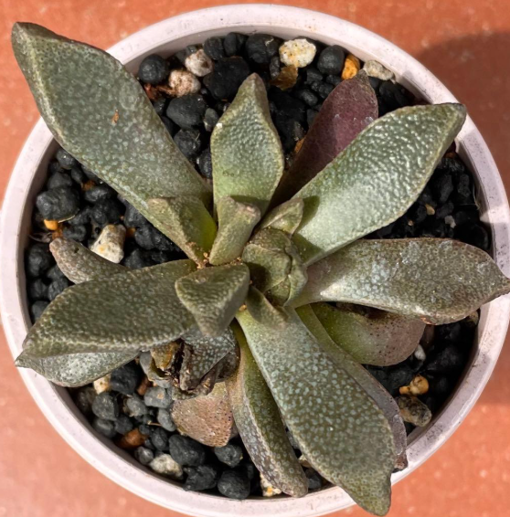 Aloinopsis rubrolineata 10 Pieces Seeds