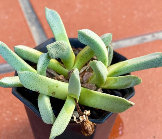 Aloinopsis orpenii 10 Pieces Seeds