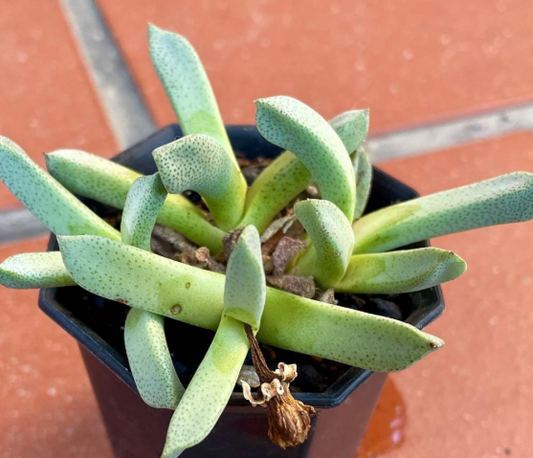 Aloinopsis orpenii 10 Pieces Seeds