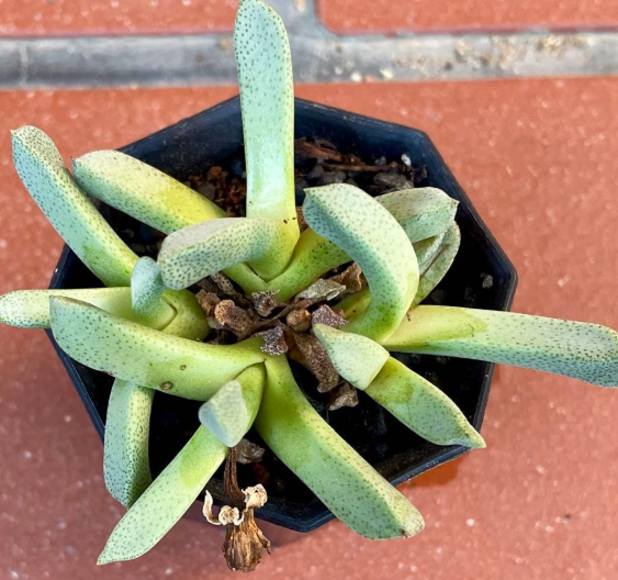 Aloinopsis orpenii 10 Pieces Seeds