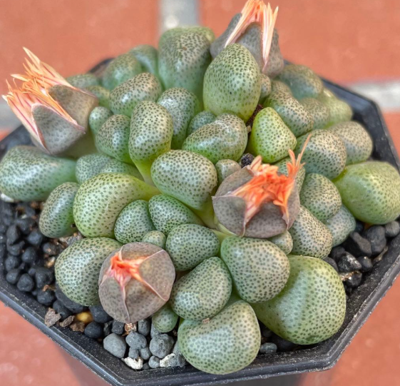 Aloinopsis schooneesii 10 Pieces Seeds
