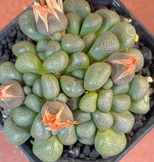 Aloinopsis schooneesii 10 Pieces Seeds