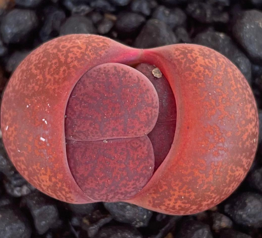 Lithops lesliei var. hornii 10 Pieces Seeds