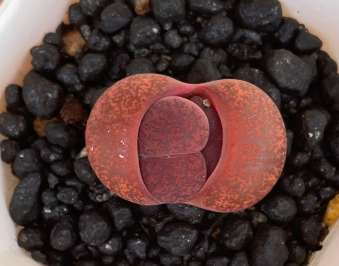 Lithops lesliei var. hornii 10 Pieces Seeds
