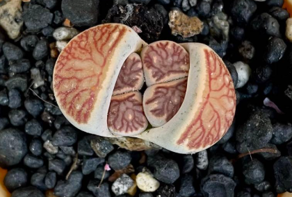 Lithops julii ssp. fulleri 'Kikushogyoku' 10 Pieces Seeds