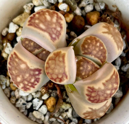 Lithops julii ssp. fulleri 'Kikushogyoku' 10 Pieces Seeds