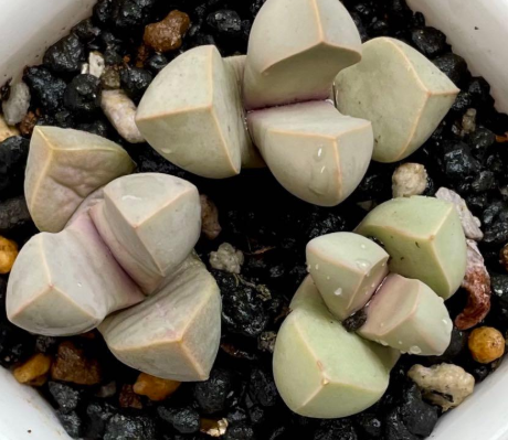 Lapidaria margaretae 10 Pieces Seeds