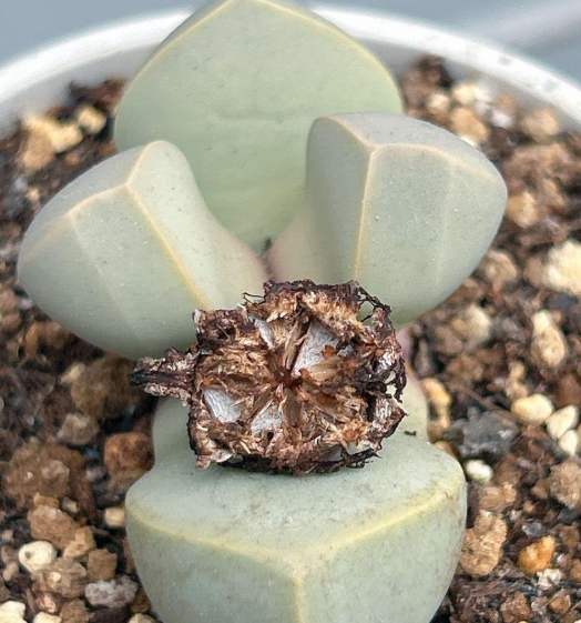 Lapidaria margaretae 10 Pieces Seeds