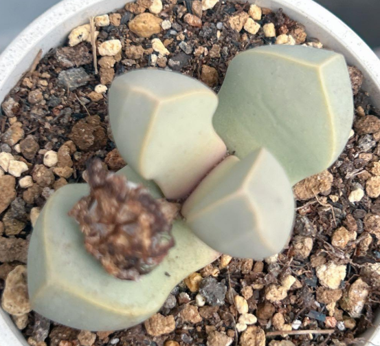 Lapidaria margaretae 10 Pieces Seeds