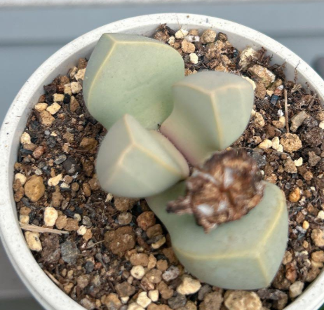 Lapidaria margaretae 10 Pieces Seeds