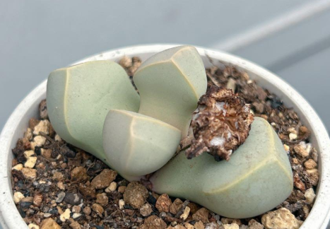 Lapidaria margaretae 10 Pieces Seeds