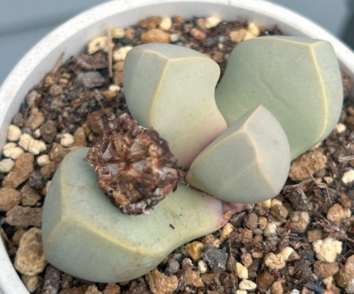 Lapidaria margaretae 10 Pieces Seeds