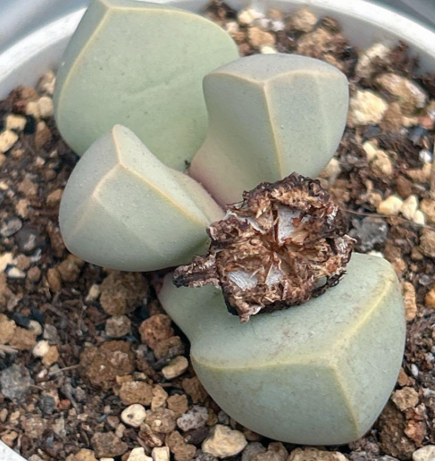 Lapidaria margaretae 10 Pieces Seeds