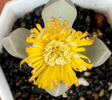Lapidaria margaretae 10 Pieces Seeds
