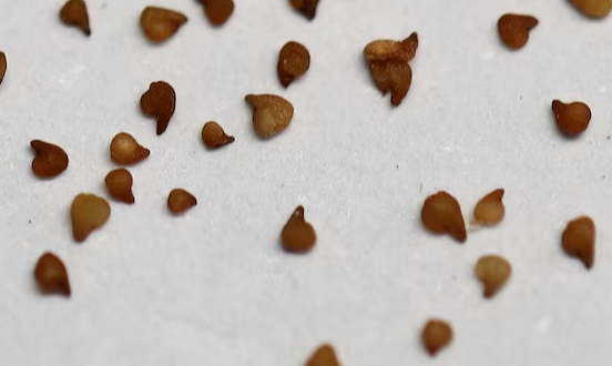 Conophytum bilobum 10 Pieces Seeds