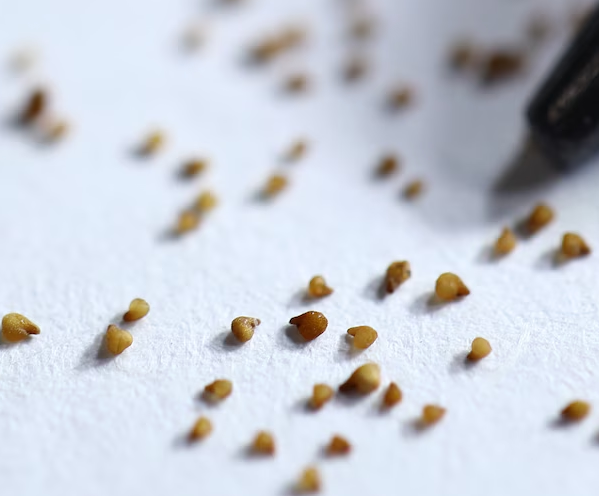 Conophytum hammeri 10 Pieces Seeds
