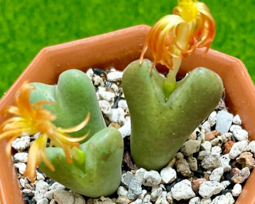Conophytum 'Rakuen' 10 Pieces Seeds