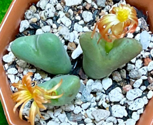 Conophytum 'Rakuen' 10 Pieces Seeds