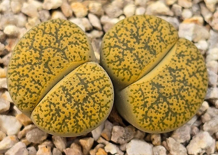 Lithops lesliei ssp. lesliei v. lesliei Albinigold 10 Pieces Seeds