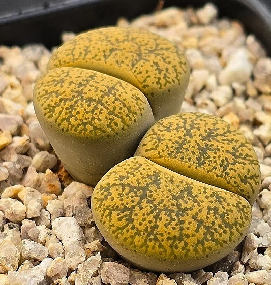 Lithops lesliei ssp. lesliei v. lesliei Albinigold 10 Pieces Seeds
