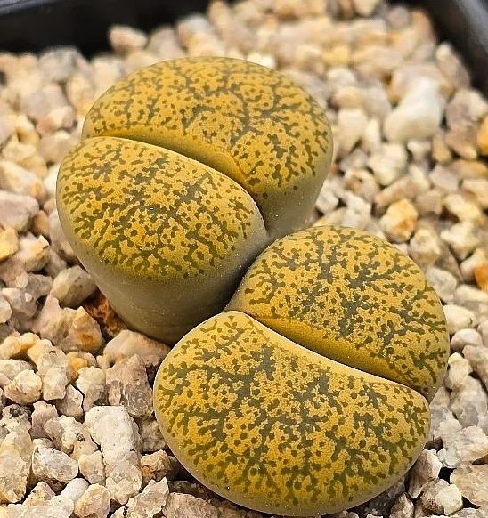 Lithops lesliei ssp. lesliei v. lesliei Albinigold 10 Pieces Seeds