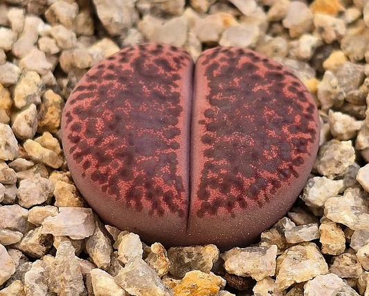 Lithops bromfieldii v. glaudinae Rubroroseus 10 Pieces Seeds