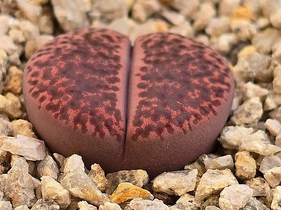 Lithops bromfieldii v. glaudinae Rubroroseus 10 Pieces Seeds