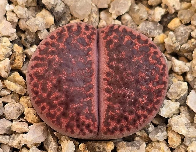 Lithops bromfieldii v. glaudinae Rubroroseus 10 Pieces Seeds