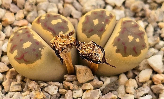 Lithops julii var.fulleri 10 Pieces Seeds